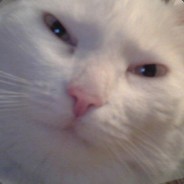 meh - steam id 76561198062040487