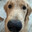 Olden Retriever