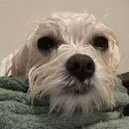 shugannaya - steam id 76561199096956942