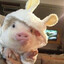 MOOKUROBUTA