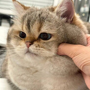 吃不饱的大猪猫