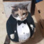 A Polite Cat