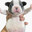pibble