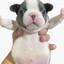 pibble
