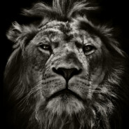 Mufasa