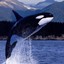 Orcas