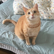 吃橙子不打橙子嗝儿