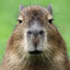 Capybara Conqueror