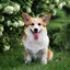 C-Corgi