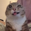 今晚打鸡鸡