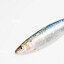 Sardine
