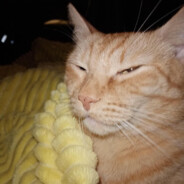 [PayGOrn] пузотряс)