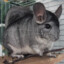 Best Chinchilla