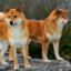 Shiba Inu