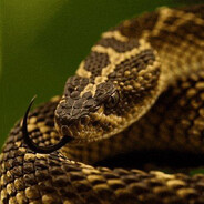 Crotalus