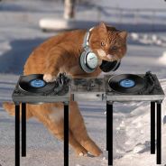 kik - steam id 76561197971420334