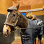 The Horse Artist