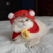 小橘喜欢吃饼干🍋