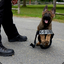 Polizeihund Jr.