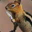 CRaZY_SQUIRReL