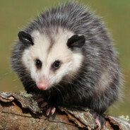 Opossum