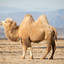Sharting Camel