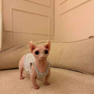 joeski^ - steam id 76561198830373282