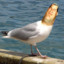 HEX:Steven Seagull