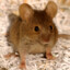 AlphaMouse