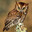ScreechOwl
