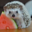 HangryHedgeHog