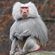 Dr. Baboon