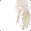 elemy