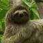 Sloth