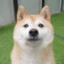 Shiba