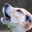 Dogy