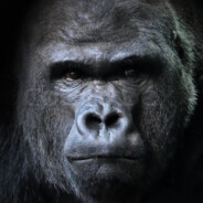big nostril having monkey avatar
