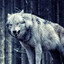 galhund