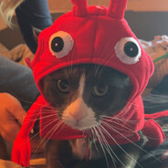 lobster