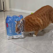 Бабудильник