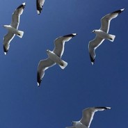 同性才是人间真爱