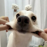 颍