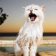 Nivellen - steam id 76561197963394464