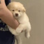 险恶狒狒