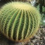 Danuh the Cactus