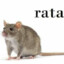 rata