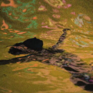 梵蒂冈市第一公孙离