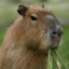 CAPIBARA