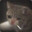 Smoker Cat