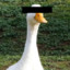 Anonymous Goose